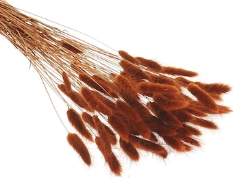 Dried Burnt Orange Lagurus, Bunny Tail Grass, 60 Stems, for Home Decor and Craft