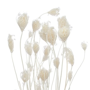 Dried White Fennel Bunch 20 Stems, Bleached Dry Plants, Dried Flower Arrangement, Rustic Wedding Flowers, Flower and Craft Supply