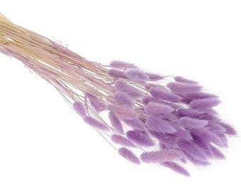 Dried Lilac Lagurus, Bunny Tail Grass, 60 Stems, for Home Decor and Craft