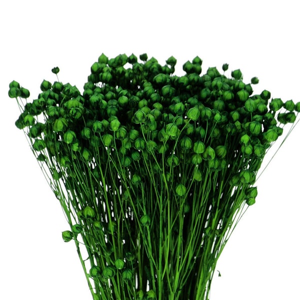Getrocknetes Green Linum Bund 80 g | Getrocknetes Linolvlas | Getrockneter Flachs | Natürliche Trockenblumen | Getrocknete Blumen | Blumengesteck | Wohndekor