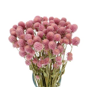 Bouquet premium Gomphrena rose séchées ~ 30 tiges | Bouquet d&#39;amarante globe séchée | Fleurs séchées naturelles | Composition florale
