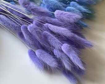 Dried Lavender Lagurus, Bunny Tail Grass, 60 Stems, for Home Decor and Craft