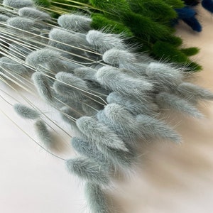 Gedroogde grijze lagurus, konijnenstaartgras, 60 stelen, voor huisdecoratie en knutselen