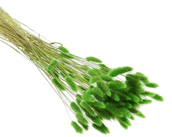 Dried Green Lagurus, Bunny Tail Grass, 60 Stems, for Home Decor and Craft