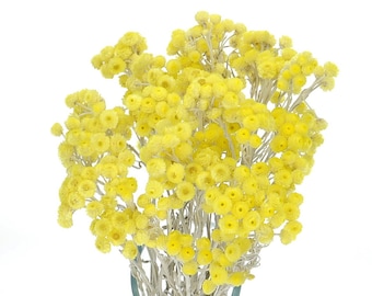 Dried Yellow Helichrysum, Bunch 70 g, Strawflower Bouquet, Natural Florals