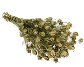 Ramo de Nigella Damascena seca / Amor en la niebla / Flores secas naturales / Arreglo floral / Decoración del hogar / Suministro de flores