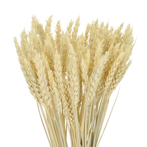 Peut inclure: Un bouquet d'épis de blé séchés, avec les têtes de blé de couleur beige clair.