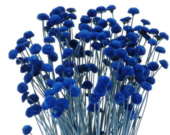 Dried Blue Botao, Amarelino 100 Stems, Button Flowers, Home Decor