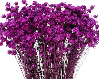 Dried Violet Glixia Starflower, Bunch 50 g, Small Flower for Decor and Craft
