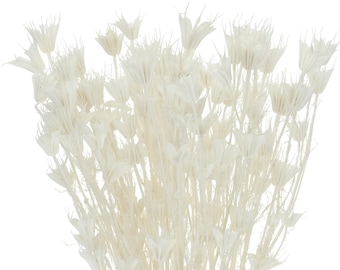 Dried White Nigella Orientalis, Bunch 80 g, Floral Arrangement Supply