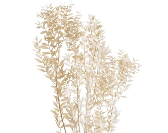Dried Bleached White Ruscus, Bunch 5 Stems, Floral Arrangement