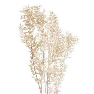 Bleached White Ruscus 5 Stems | Dried Ruscus Bunch | White Leaves | White Dried Flowers | Dried Flowers Arrangement
