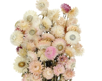 Dried Light Pink Helichrysum, Bunch 70 g, Strawflower Bouquet, Natural Florals