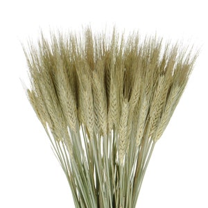  Gtidea espigas de trigo Natural secas, decoración de