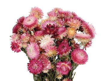 Pink Dried Helichrysum Bouquet | Strawflower Bunch