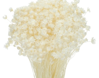 Dried White Glixia Starflower, Bunch 50 g, Small Flower for Decor and Craft