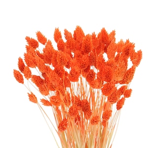 Dried Orange Phalaris ~80 stems | Dried phalaris grass | Dried canary grass | Dried florals | Natural dried flowers | Flower arrangement