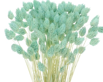 Dried Minty Phalaris, Canary Grass, Bunch 80 Stems, Natural Home Decor