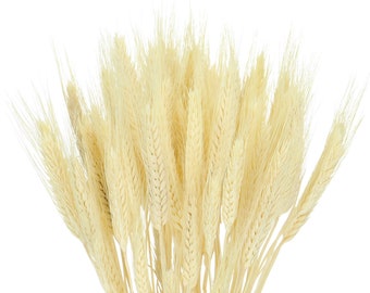 Triticale seco blanqueado, manojo de 60 tallos, arreglo floral rústico