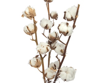 Natural Dried Cotton Stem, 6 Flowers, Fluffy White Flowers, Home Decor