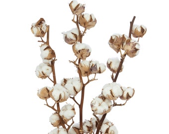 Coton séché, tige 10-11 fleurs, branche de coton, fleurs de coton naturel, fleurs séchées, décoration d'intérieur, fleurs de mariage