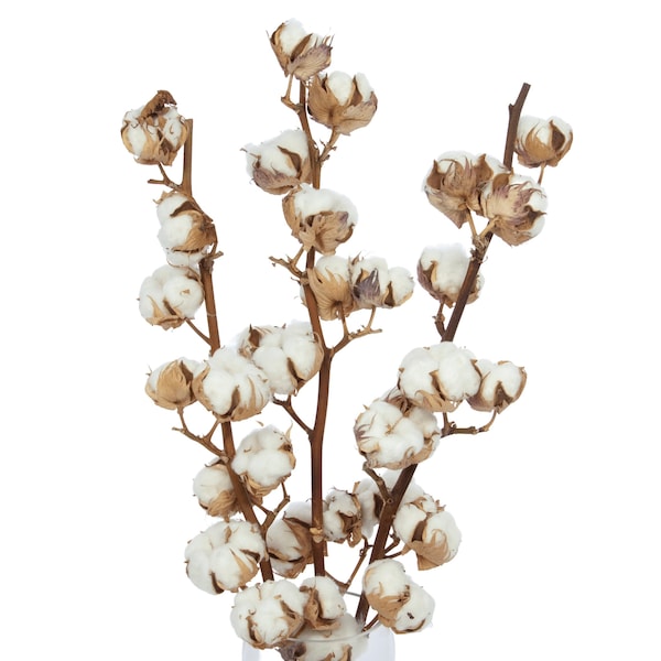 Coton séché, tige 10-11 fleurs, branche de coton, fleurs de coton naturel, fleurs séchées, décoration d'intérieur, fleurs de mariage