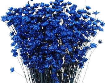 Dried Navy Blue Glixia Starflower, Bunch 50 g, Small Flower for Decor and Craft