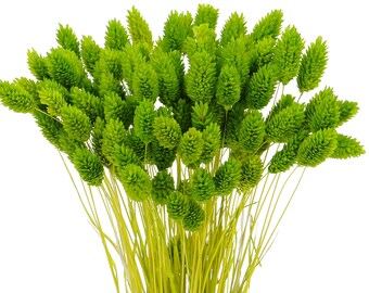 Dried Light Green Phalaris, Canary Grass, Bunch 80 Stems, Natural Home Decor