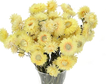 Dried Lemon Yellow Helichrysum, Bunch 70 g, Strawflower Bouquet, Natural Florals