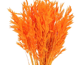 Dried Orange Avena, Bunch 50 Stems, Rustic Home Decor and Craft