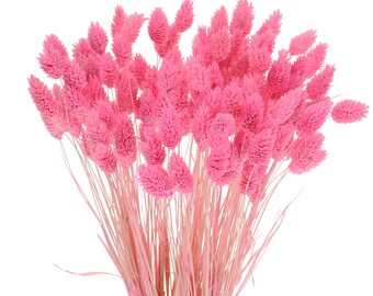 Dried Pink Phalaris, Canary Grass, Bunch 80 Stems, Natural Home Decor
