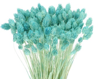 Phalaris turquesa seca (~80 tallos) / Hierba phalaris azul seca / Hierba canaria seca / Flores secas / Flores secas naturales / Decoración floral