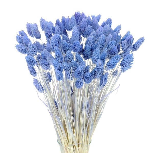 Gedroogde blauwe Phalaris ~80 stengels | Gedroogd phalarisgras | Gedroogd kanariegras | Gedroogde bloemen | Natuurlijke gedroogde bloemen | Gedroogd bloemstuk