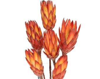 Dried Red Protea Stem, Exotic Flower Arrangement, Natural Home Decor