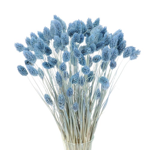 Blue Dried Flowers Dried Flowers in Turquoise Light Blue Dark Blue Ruscus  Craspedia Glixia Phalaris Lagurus Lavender Wheat Wedding Decor -  Norway