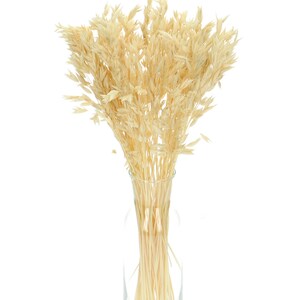 Dried Bleached Avena ~50 stems