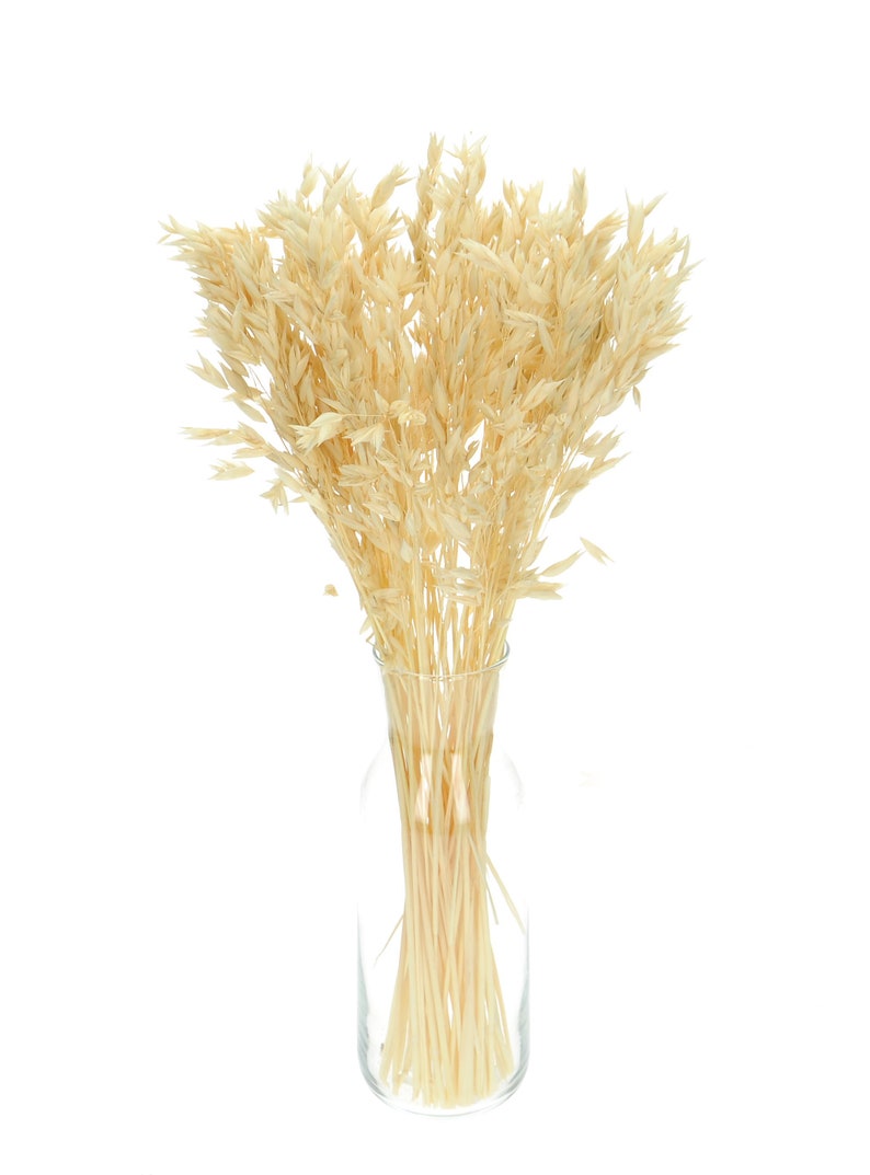 Dried Bleached Avena ~50 stems