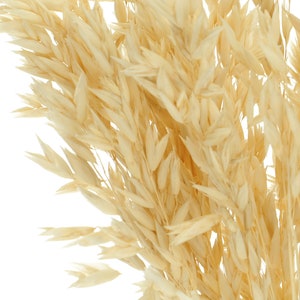 Dried Bleached Avena ~50 stems