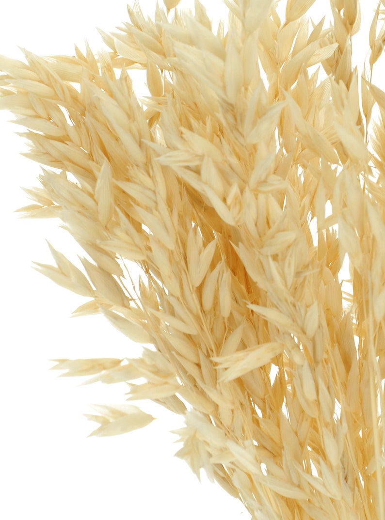 Dried Bleached Avena ~50 stems