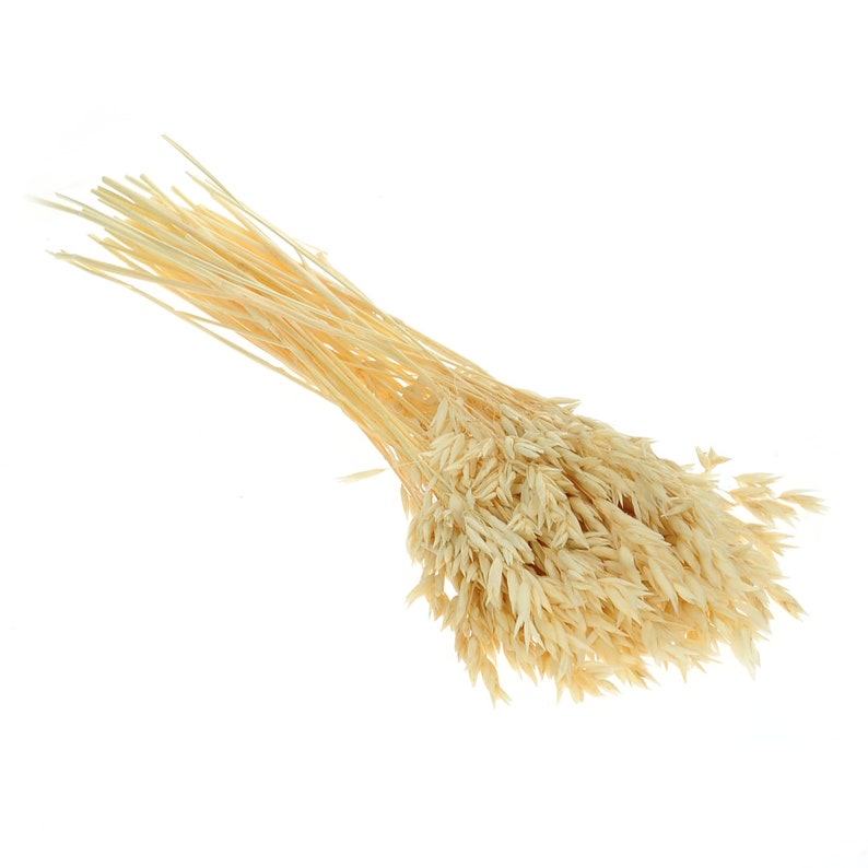 Dried Bleached Avena ~50 stems