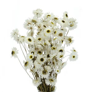 Mazzo di Acroclinium bianco essiccato, Helipterum secco, Fiori secchi naturali, Fiori secchi, Bouquet secco, Decorazione per la casa, Fornitura di fiori