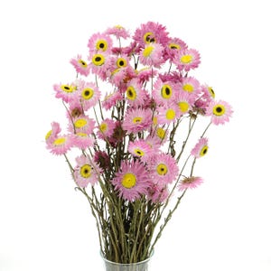 Mazzo di Acroclinium rosa essiccato / Helipterum secco / Fiori secchi naturali / Fiori secchi / Bouquet secco / Decorazione per la casa / Forniture floreali