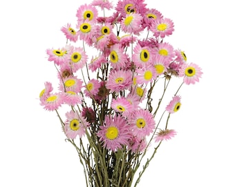 Dried Pink Acroclinium, Bunch 50 g, Natural Helipterum Paper Daisies