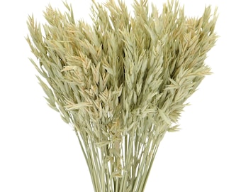 Dried Natural Avena, Bunch 50 Stems, Rustic Home Decor and Craft