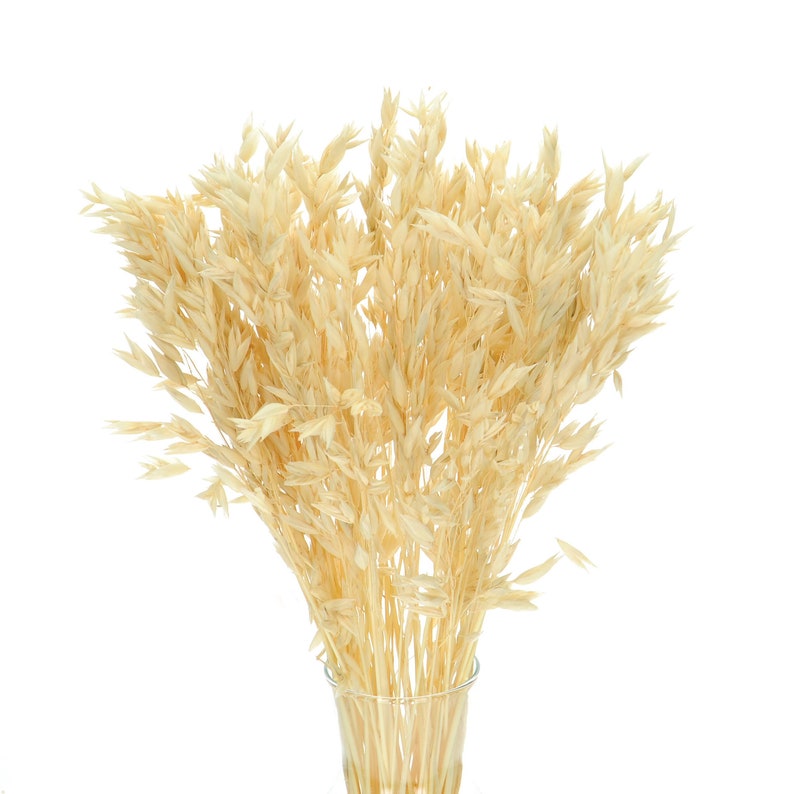 Puede incluir: Un ramo de tallos de avena secos en un jarr&oacute;n de vidrio transparente. Los tallos son de color beige claro y est&aacute;n dispuestos en un estilo suelto y natural.