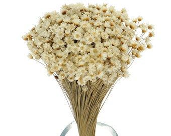 Dried Natural Glixia Starflower, Bunch 50 g, Small Flower for Decor and Craft