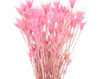 Dried Pink Nigella Orientalis, Bunch 80 g, Floral Arrangement Supply
