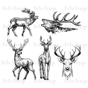Vintage Deer Vector Illustration Bundle: PNG Clipart (Digital Download)