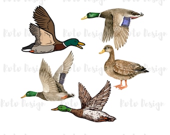 Mallard Duck Sublimation PNG: Flying Ducks Clipart (Digital Download)
