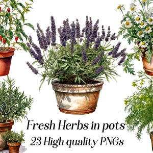 Aquarell frische Kräuter Clipart, 23 hochwertige PNGs, Kräutergarten, Küche Clipart, Kochen Clipart, Küchenkräuter Png, druckbare Grafiken